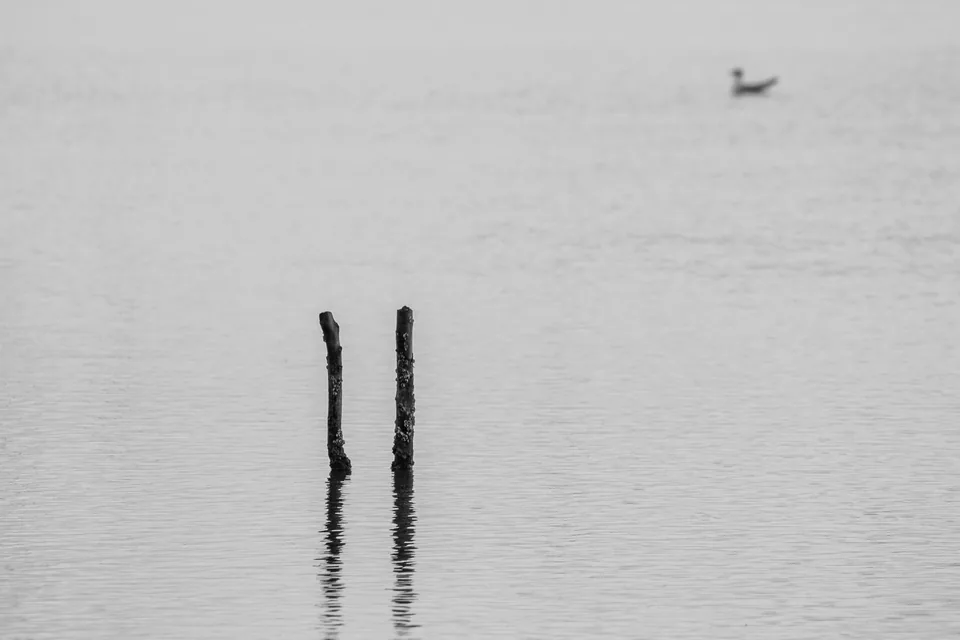 Two wooden posts stand in calm water while a lone bird floats nearby.