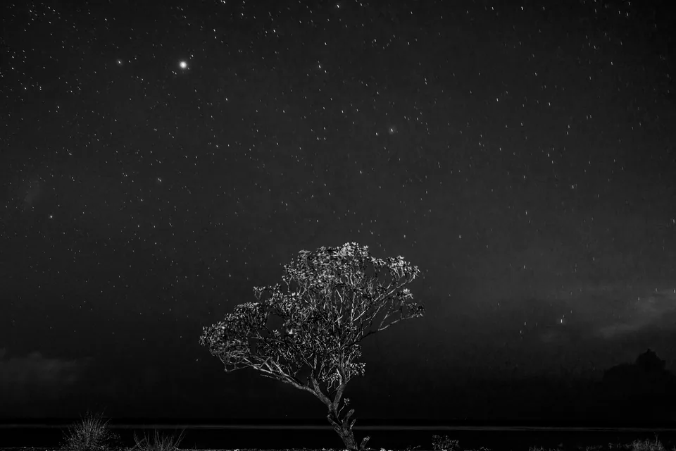 A single tree under a sky full of stars, in quiet monochrome.