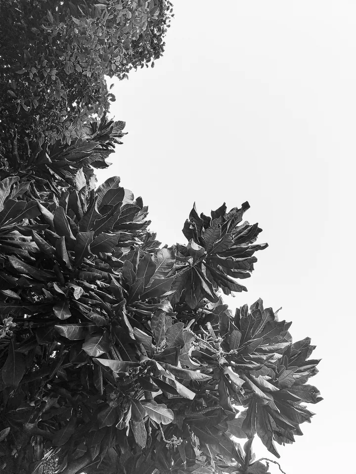 A cluster of leaves reaches into a white sky.