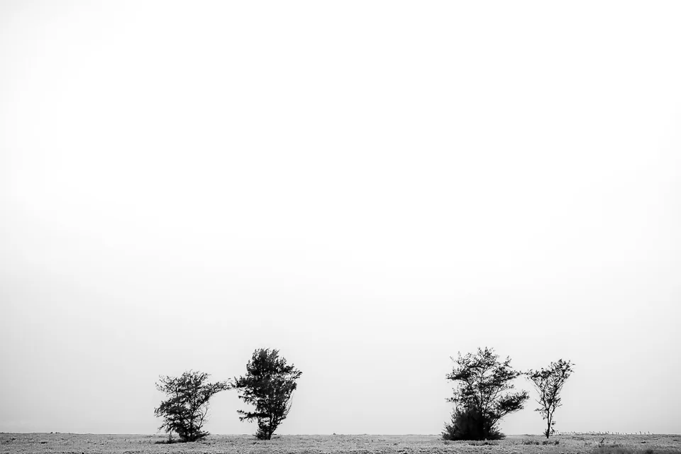 Small wind-shaped trees on a flat horizon beneath a vast white sky.