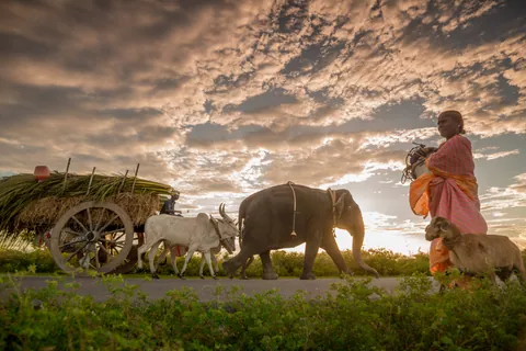 A woman, her elephant, a bullock cart and goats walk home under a dramatic sky.