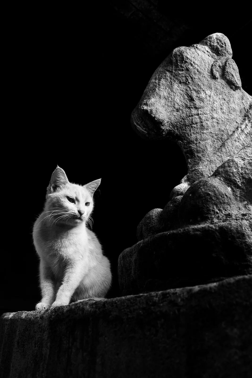 A white cat sits beside an ancient stone sculpture, both gazing into the dark.