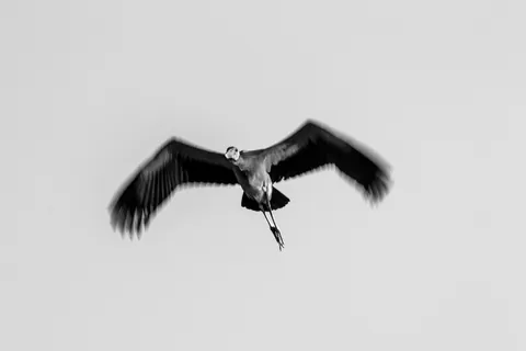 A heron spreads its wings across a white sky.