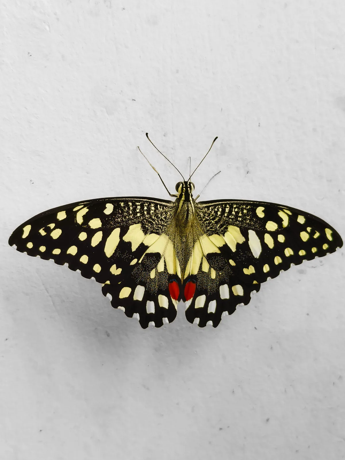 A lime butterfly rests on a white wall, its wings patterned in black and pale yellow.