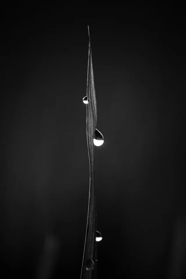 Drops of water cling to a blade of grass against black.